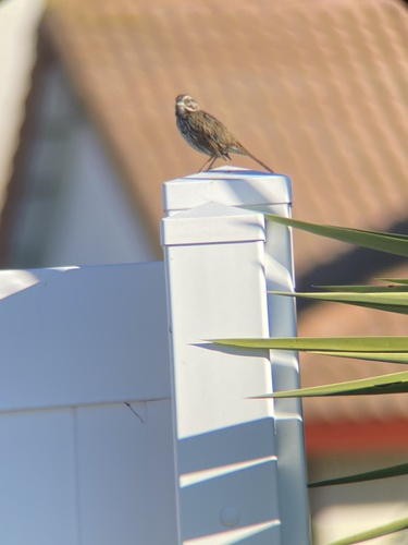 Song Sparrow