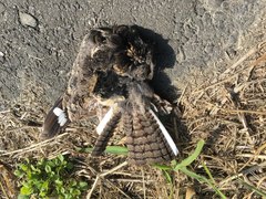 Caprimulgus affinis stictomus