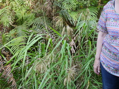 Miscanthus nepalensis