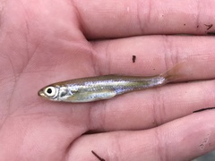 Notropis amabilis