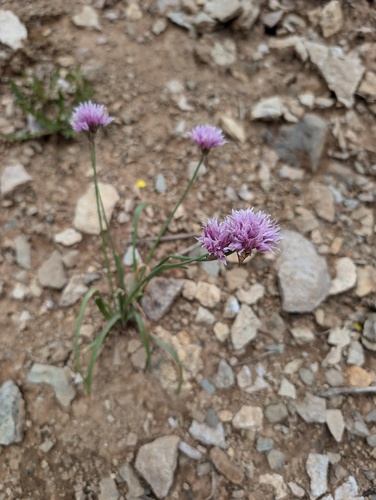 Geyer's onion (Allium geyeri)