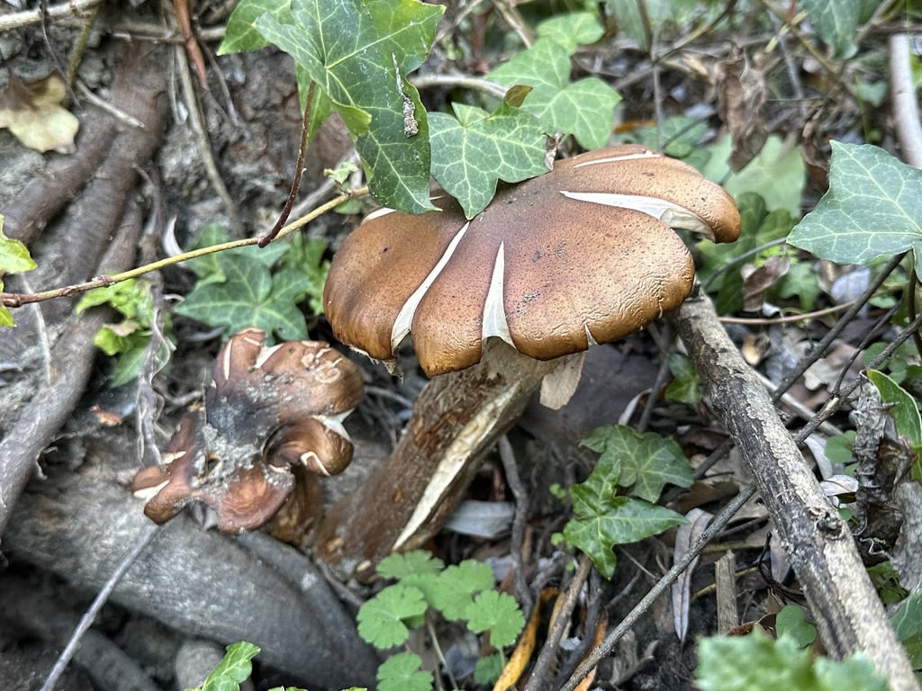 Armillaria mellea · January 2026 · photo: © irinamitine (iNaturalist, cc-by)