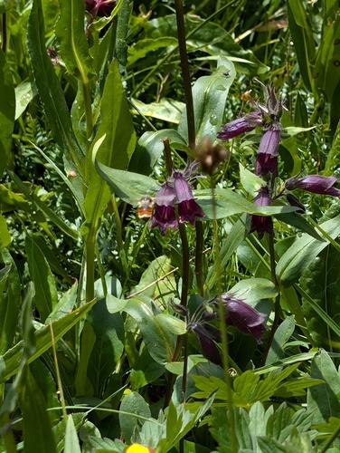 Whipple's penstemon (Penstemon whippleanus)