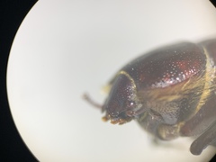 Lariversius tibialis