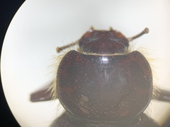 Lariversius tibialis