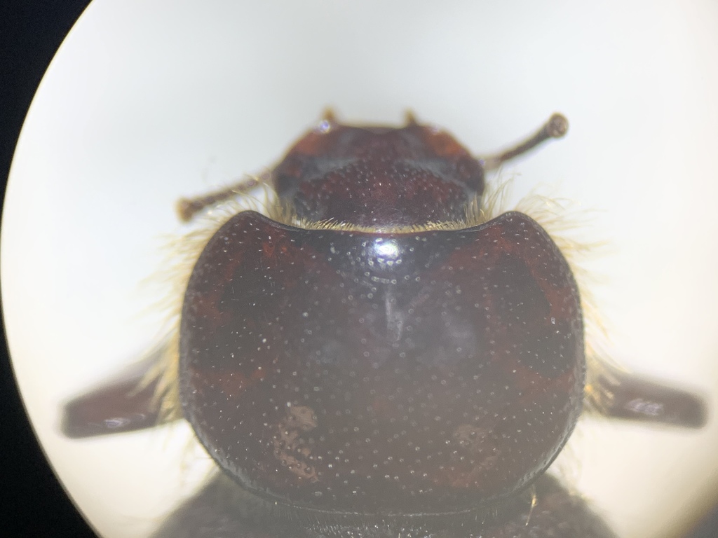 Lariversius tibialis