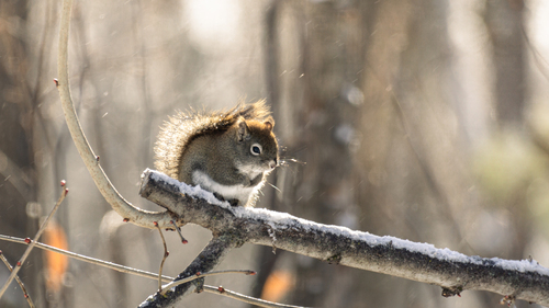 American Red Squirrel observed by pudelhunde