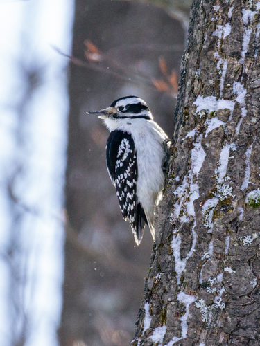Hairy Woodpecker observed by pudelhunde