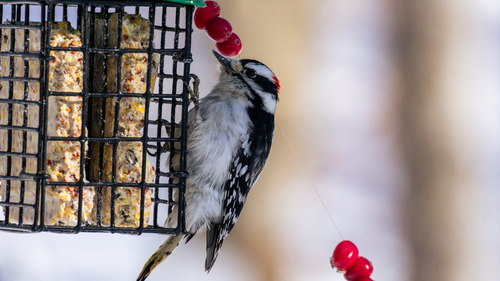Downy Woodpecker observed by pudelhunde