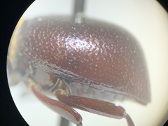 Lariversius tibialis