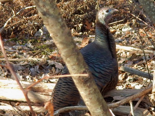 Eastern Wild Turkey observed by mmccarthy15