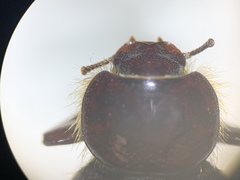 Lariversius tibialis