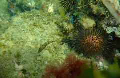 Scobinichthys granulatus