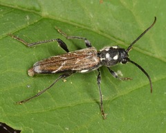 Xylotrechus quadrimaculatus