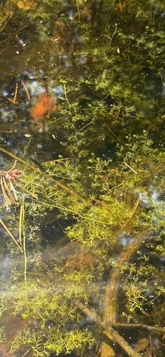 Lesser Bladderwort (Utricularia minor)