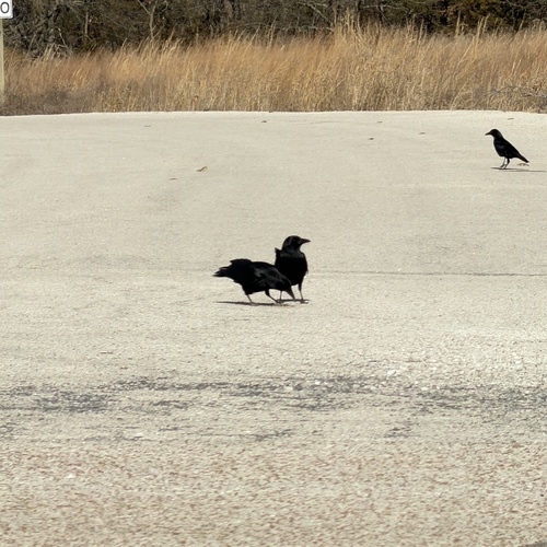 American Crow observed by conhawn