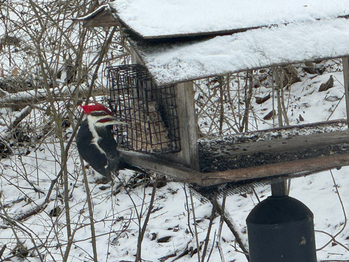 Pileated Woodpecker observed by zeledonia
