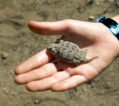 Phrynosoma douglasii