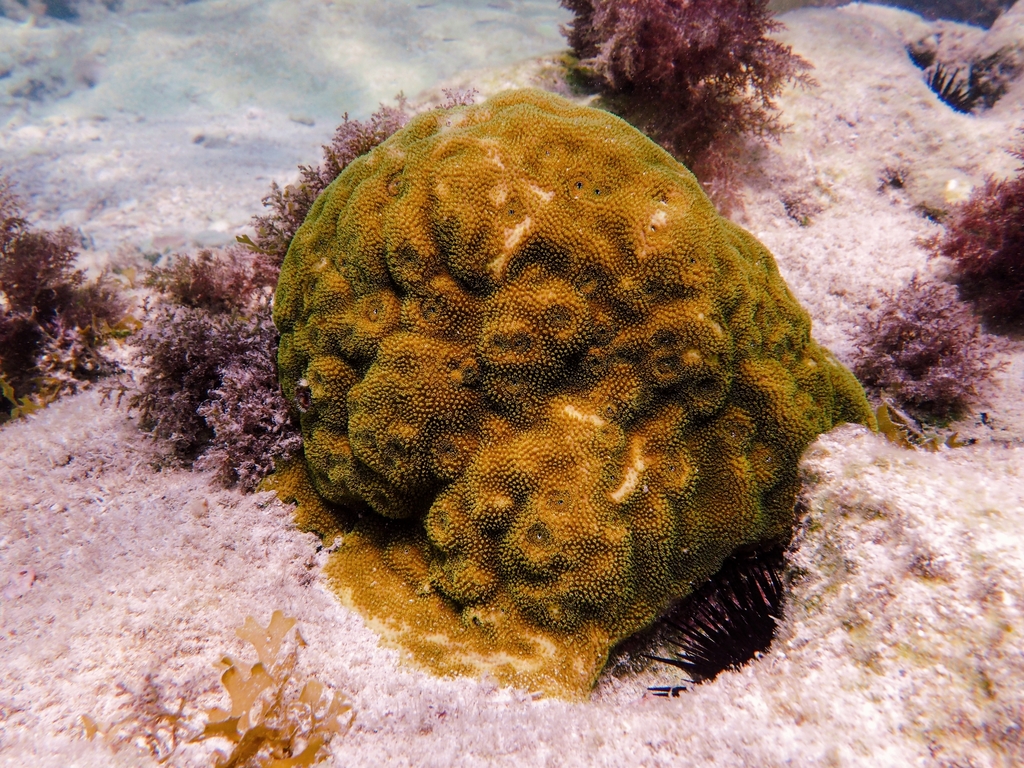 Mustard Hill Coral from Monroe County, FL, USA on September 26, 2019 at