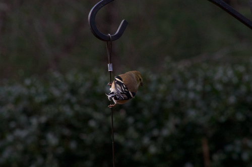 American Goldfinch observed by itshazelc