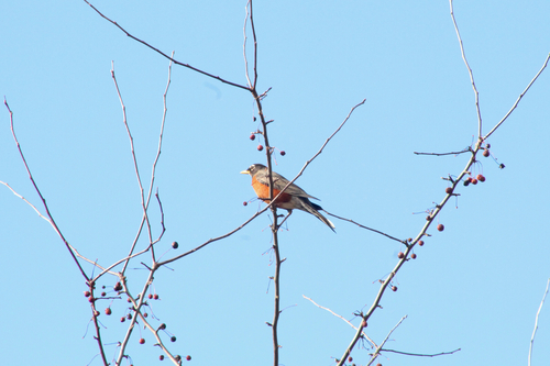 American Robin observed by itshazelc
