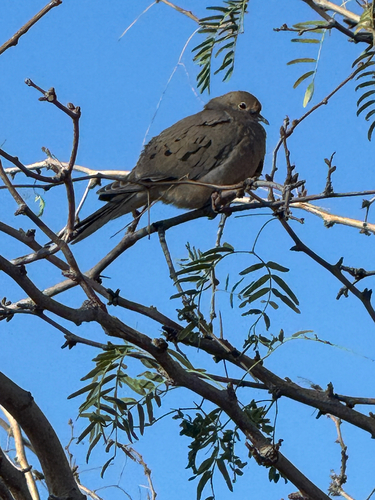 Mourning Dove observed by malik55