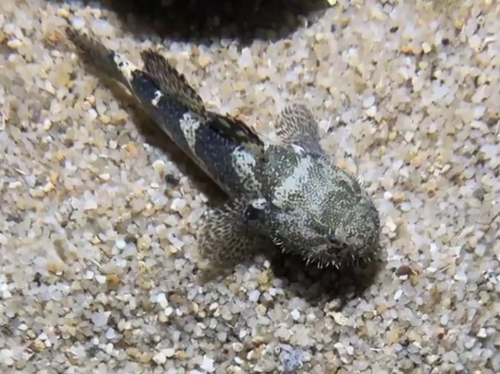 Shokihaze goby