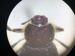 Lariversius tibialis