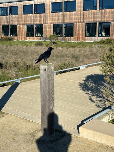 American Crow observed by mateo_moore