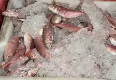 ヒメジ
