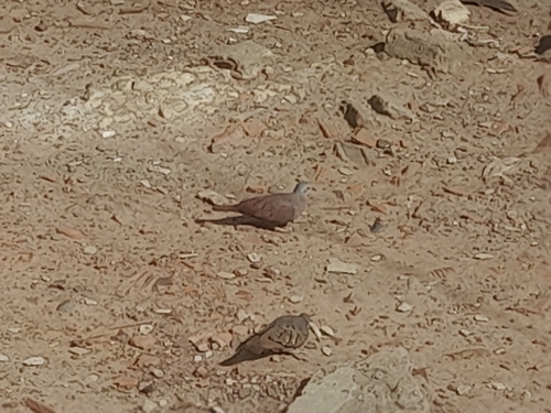 Ruddy Ground Dove