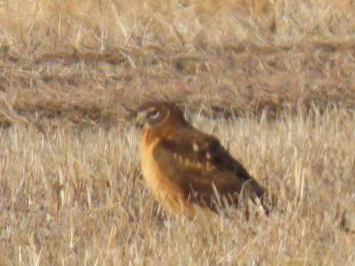 Northern Harrier observed by nette57