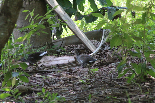 Galinha-d'água observed by paulo_celso_cunha