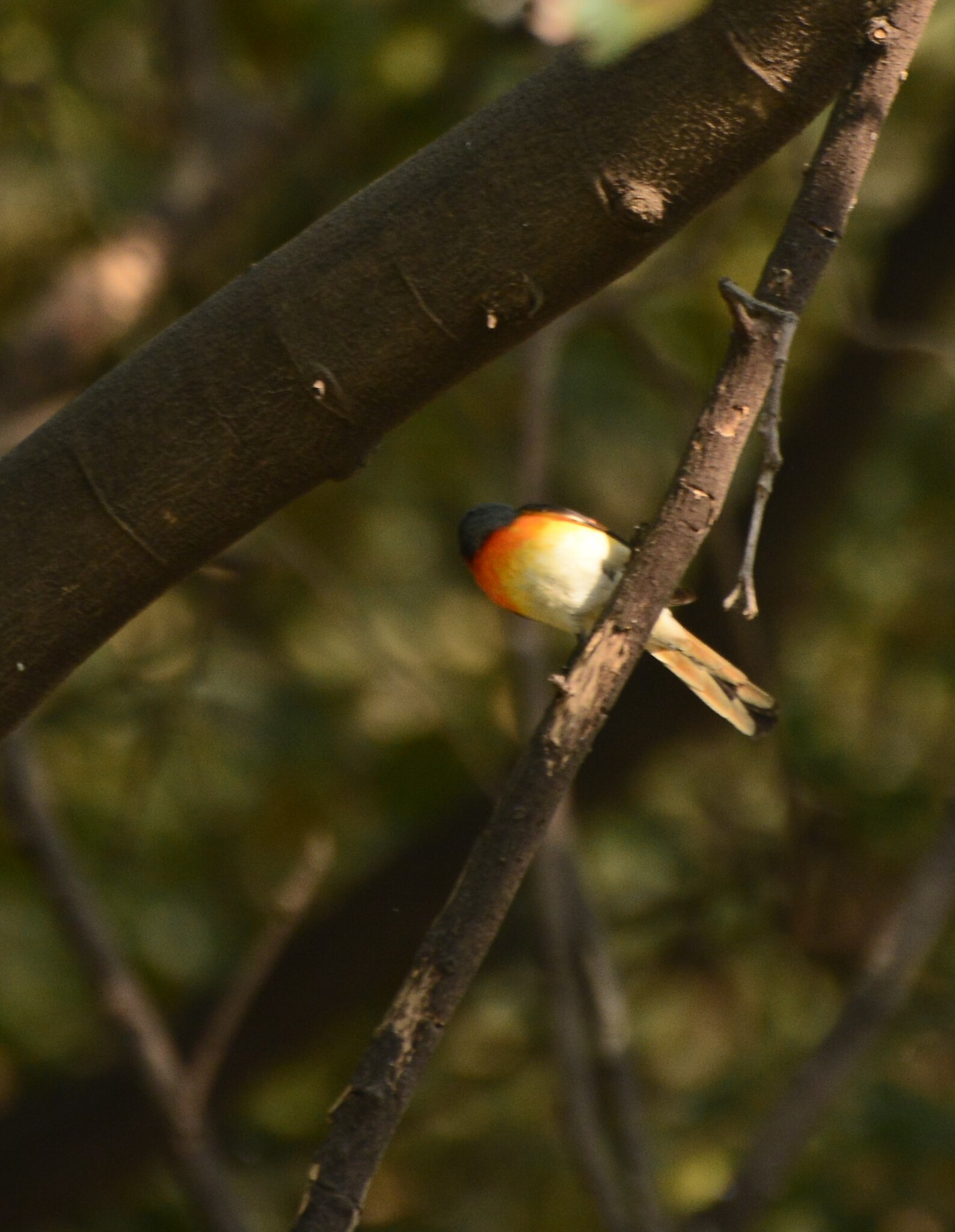 Small Minivet (Pericrocotus cinnamomeus), photo 3