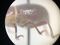 Lariversius tibialis