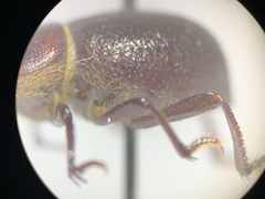 Lariversius tibialis