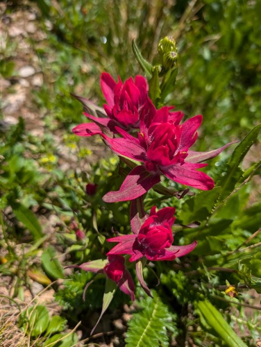 Rhexia-leaved paintbrush (Castilleja rhexiifolia)