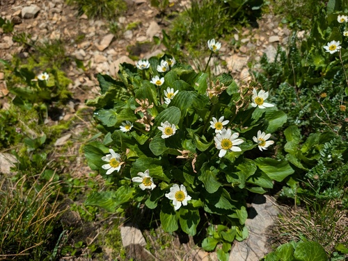 Rocky mountain marsh-marigold (Caltha chionophila)