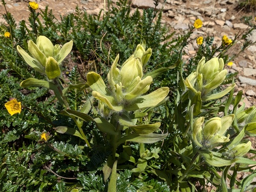 western paintbrush (Castilleja occidentalis)