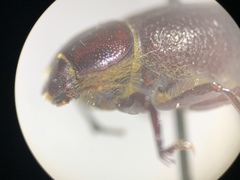 Lariversius tibialis