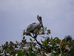 Pelecanus occidentalis