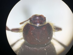 Lariversius tibialis