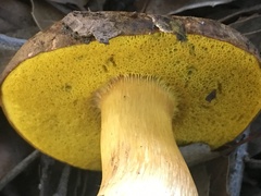 Aureoboletus citriniporus
