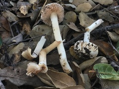 Inocybe corydalina
