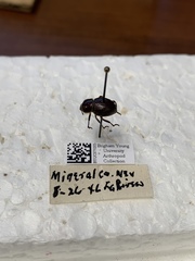 Lariversius tibialis