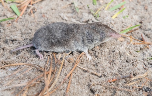 North American Least Shrew observed by johnserrao