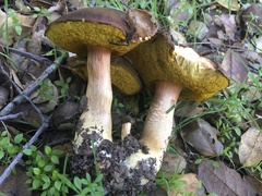 Aureoboletus citriniporus