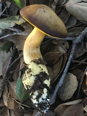Aureoboletus citriniporus