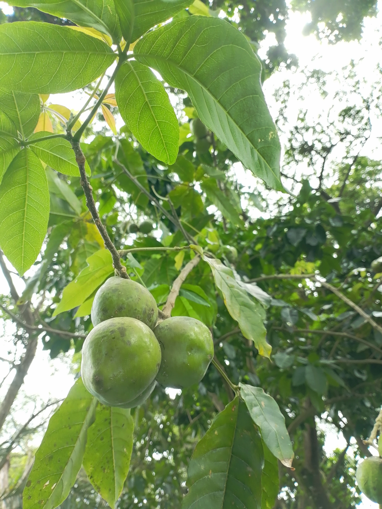 Imagem de casimiroa