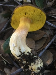 Aureoboletus citriniporus